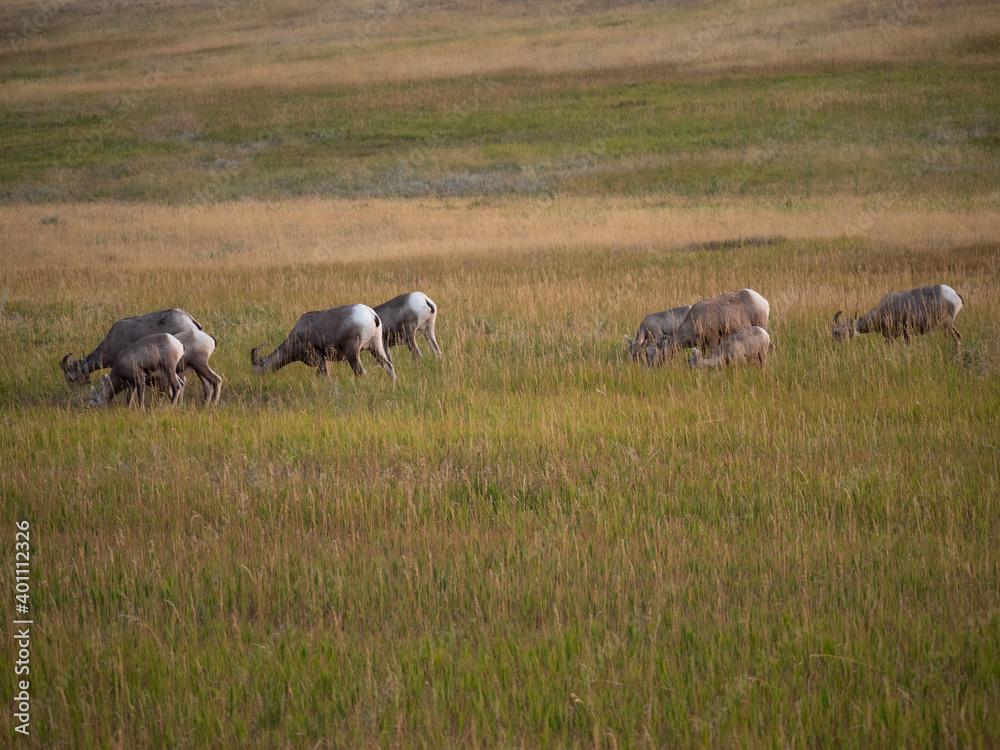 Group of Bighorn Sheep Grazing on dried grass in a prairie in Badlands National Park, South Dakota. Group of Bighorn Sheep Grazing on dried grass in a prairie in Badlands National Park, South Dakota.
