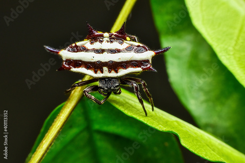 Fototapeta Naklejka Na Ścianę i Meble -  Macro photo of spider Spiny Orb Weaver at Public park Rayong Thailand