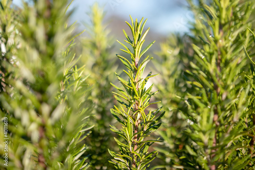 Rosemary bush close up on a sunny day. Known as Salvia rosmarinus. Selective focus on one branch or stem. Used for seasoning food, essentials oils and perfumes. Attracts bees and butterflies.