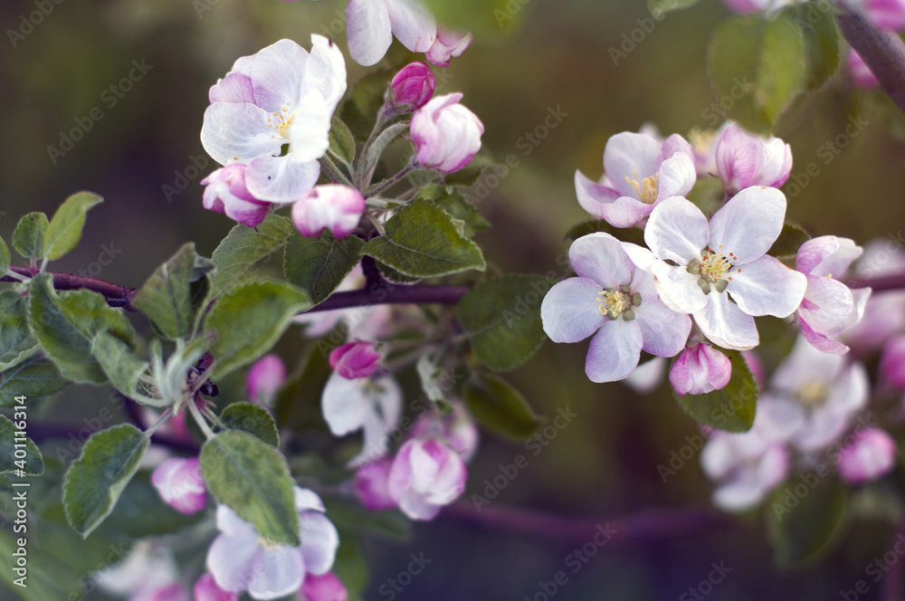 branch of apple tree with pink flowers and leaves close-up. spring floral background. spring season. branch of apple tree with pink flowers and leaves close-up. spring floral background. spring season.