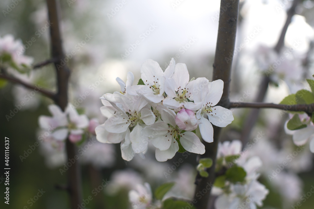 white flowers of apple tree close-up on a blurred background white flowers of apple tree close-up on a blurred background
