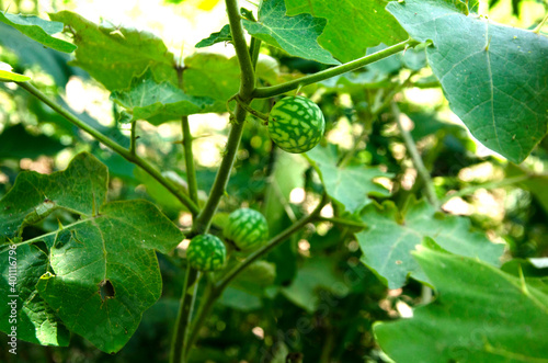 Small Plant with Fruits in Forest Himachal Pradesh India No. 106