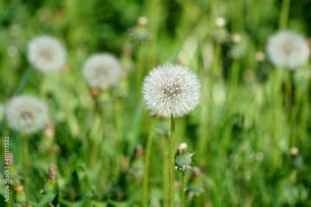 Dandelion with ripened seeds on a sunny day and calm weather. Dandelion with ripened seeds on a sunny day and calm weather.