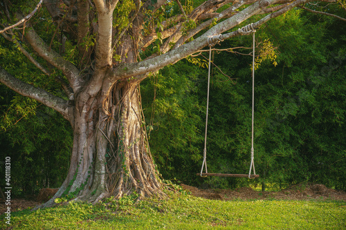 Big tree with swing on green field.