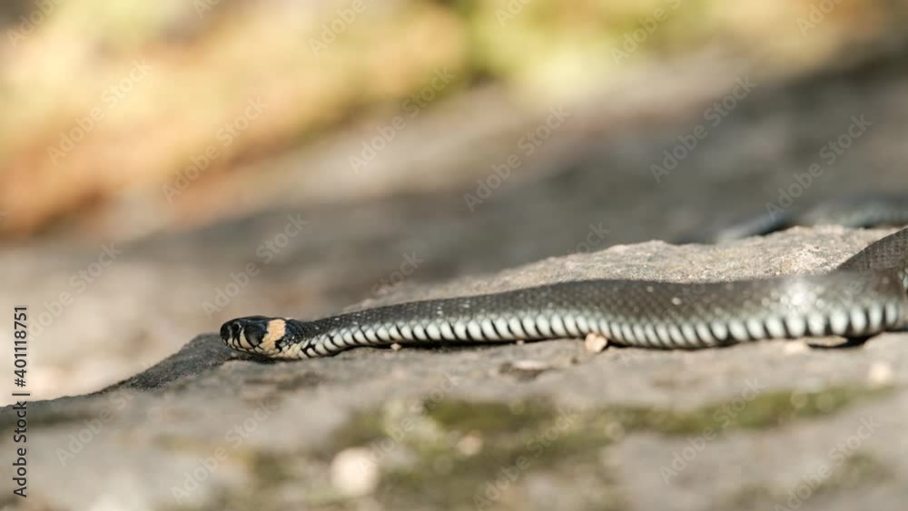 A snake crawls through the autumn forest. A snake crawls through the autumn forest.