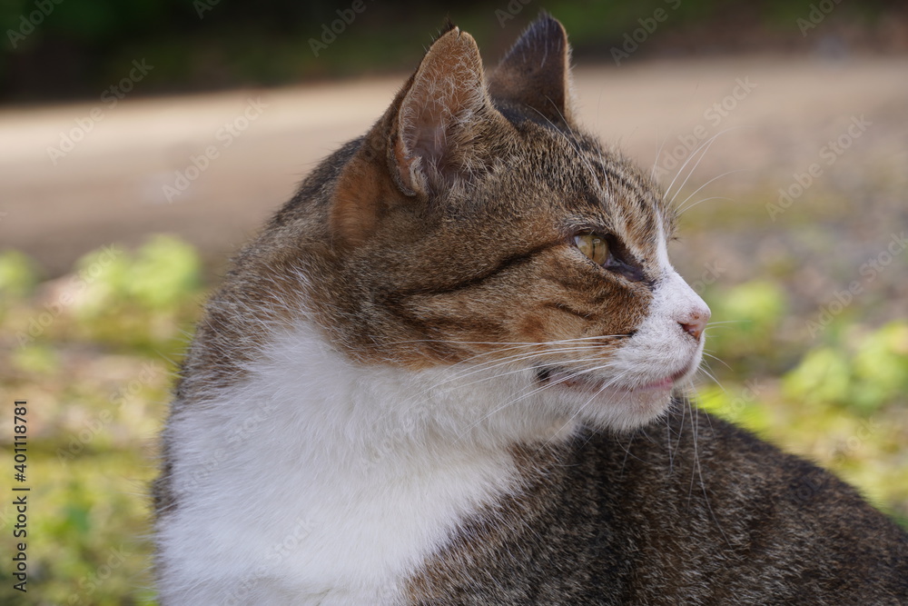 横顔の猫 Stock Photo Adobe Stock