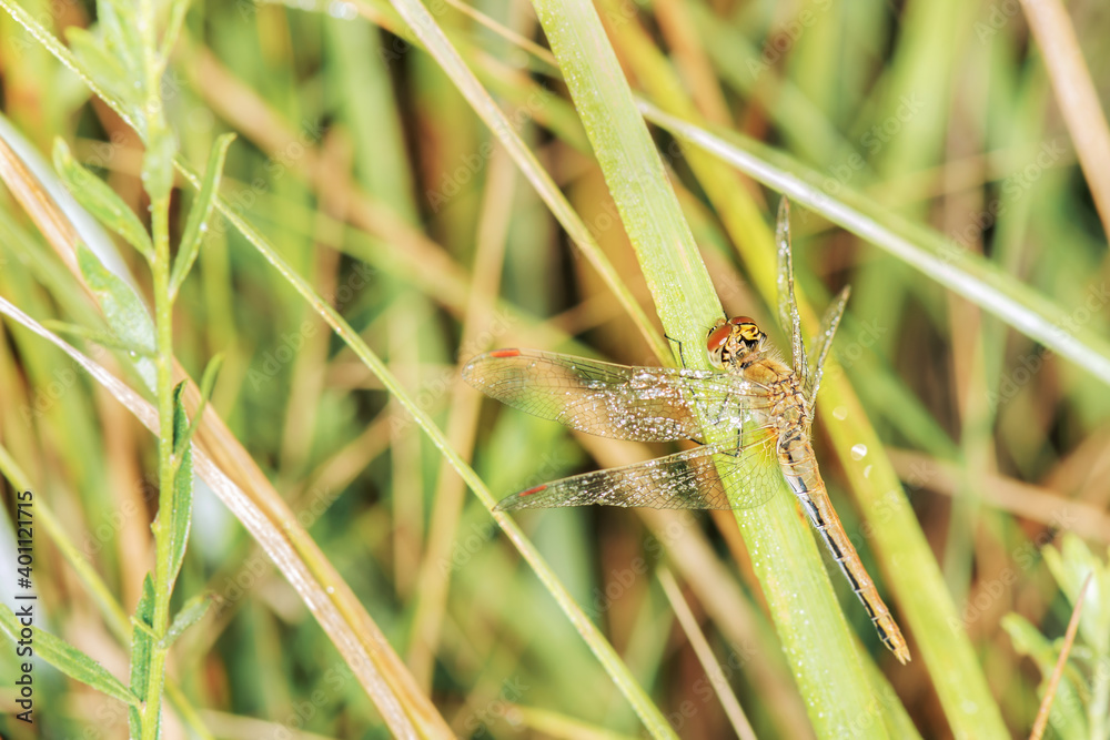 Beautiful background from field plants and a dragonfly. Beautiful background from field plants and a dragonfly.