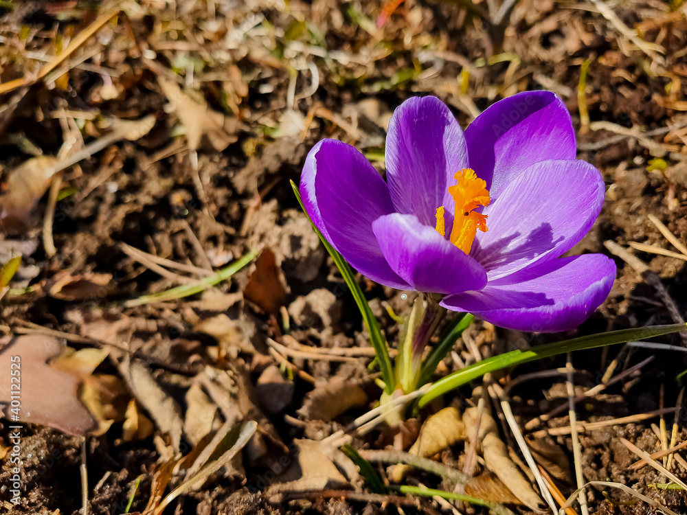 Beautiful Crocus flowers indicating the beginning of spring in the forest. sunny day and spring flowers. Beautiful Crocus flowers indicating the beginning of spring in the forest. sunny day and spring flowers.