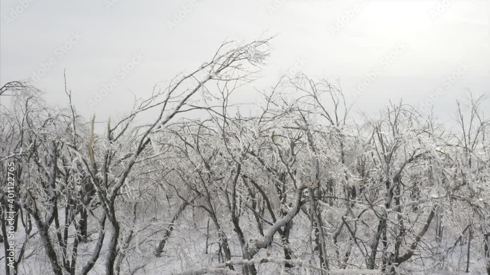 Aerial view of the trees branches covered with ice after icy rain, natural disaster Aerial view of the trees branches covered with ice after icy rain, natural disaster