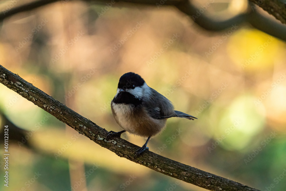 Obraz premium close up of a cute chickadee resting on the branch under the shade in the park