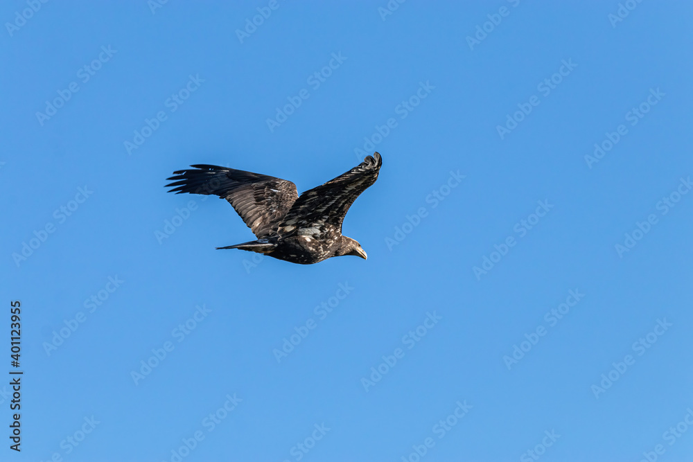 Fototapeta premium one beautiful juvenile bald eagle just flew passing by under clear blue sky
