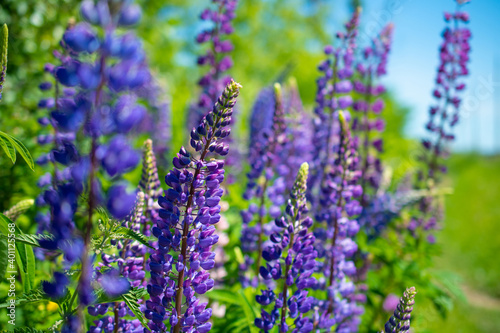 Field of purple lupins on a bright summer day: blooming in the wild, summer colors, flowers, blurred background, selective focus close-up