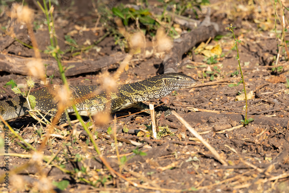 predator Monitor Lizard, Varanus niloticus walking on river bank in Chobe national park, Botswana Africa wildlife predator Monitor Lizard, Varanus niloticus walking on river bank in Chobe national park, Botswana Africa wildlife