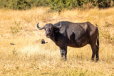 danger animal in Africa, African Cape Buffalo at Chobe national park, Botswana safari wildlife