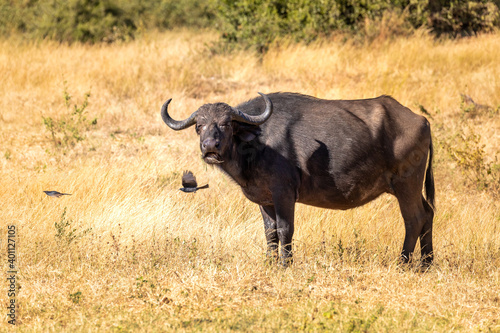 danger animal in Africa, African Cape Buffalo at Chobe national park, Botswana safari wildlife © ArtushFoto