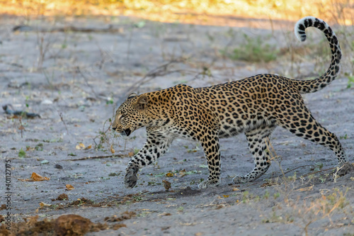 south african leopard walking on river bank, Chobe, Panthera pardus, Chobe National Park, Botswana, Africa wildlife photo