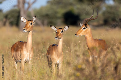 Impala antelope male and two females (Aepyceros melampus) Caprivi strip game park, Bwabwata Namibia, Africa safari wildlife and wilderness