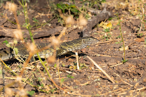 predator Monitor Lizard, Varanus niloticus walking on river bank in Chobe national park, Botswana Africa wildlife