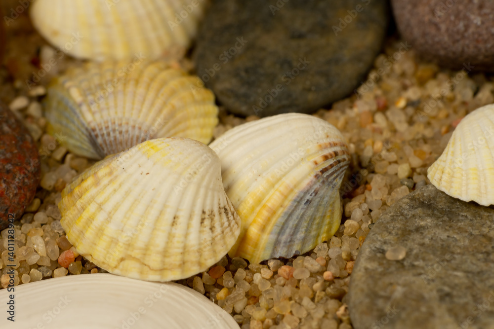 a composition of sea shells and pebbles on the sand a composition of sea shells and pebbles on the sand