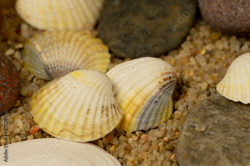 a composition of sea shells and pebbles on the sand