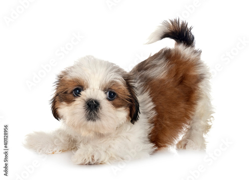 Fotografie puppy Shih Tzu in studio