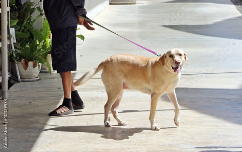 Labrador dog in public place