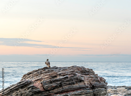 Peregrine falcon is sitting on the rock.