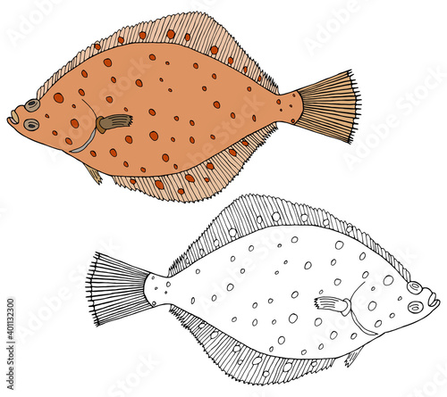 Beautiful flounder fish isolated, hand drawing. Set of fish in color and white and black. Vector illustration.