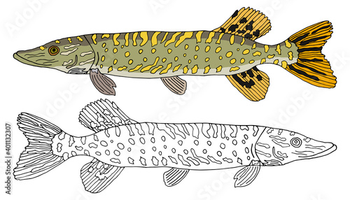 Pike fish isolated, hand drawing. Set of beautiful river fish in color and white and black. Vector illustration.