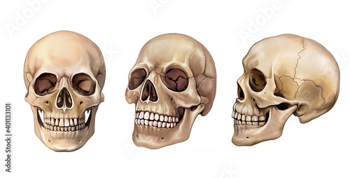 human skull photo