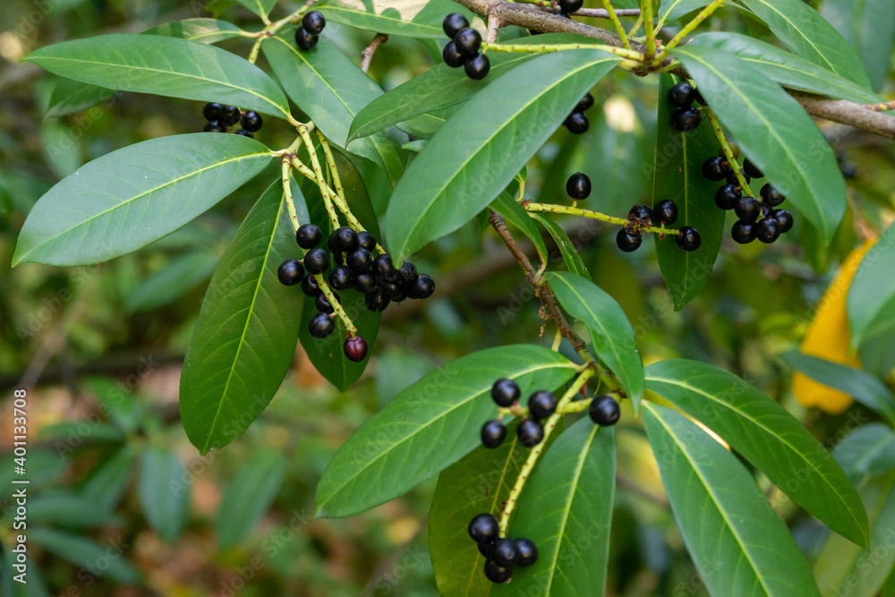 Prunus laurocerasus or Otto Luyken - berries of cherry laurel