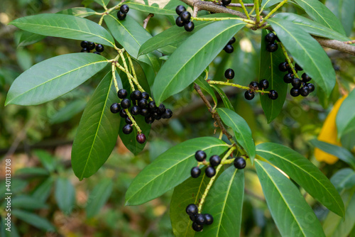 Obraz na płótnie Prunus laurocerasus or Otto Luyken - berries of cherry laurel w salonie
