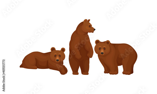 Wild Brown Bear as Forest Habitant Vector Set