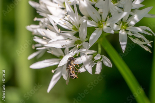 Closeup of a hoverfly on wild garlic flowers  Allium ursinum 