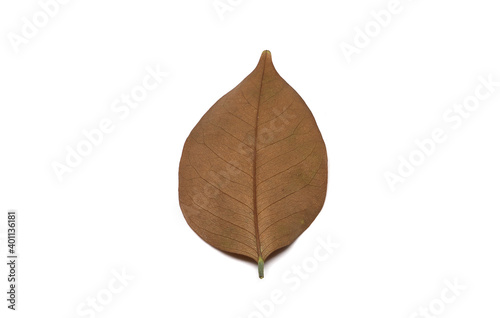 Tropical dry leaves isolated on white.