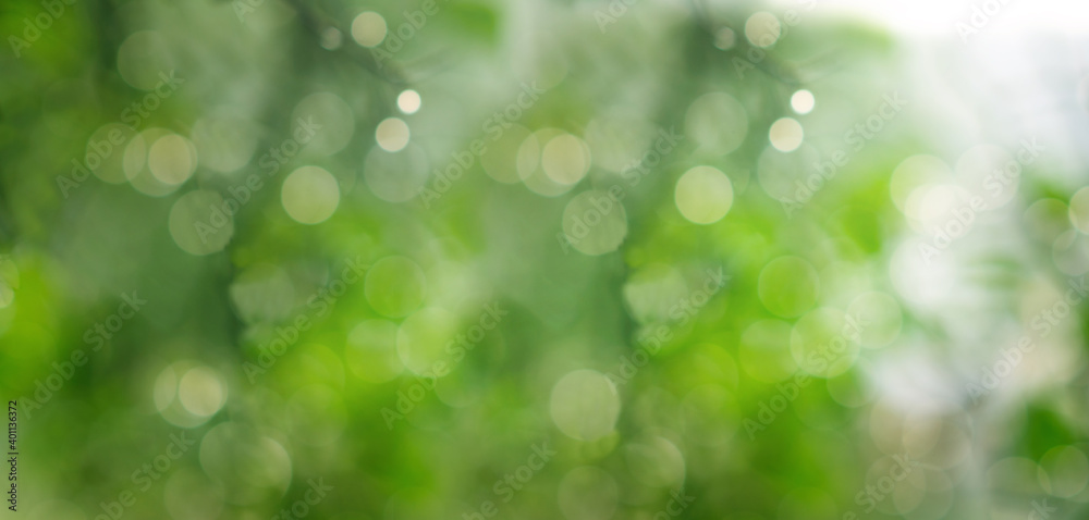 Obraz premium green blurry background with defocused lights