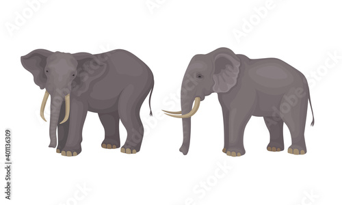 African Elephant with Grey Skin and Trunk in Different Poses Vector Set