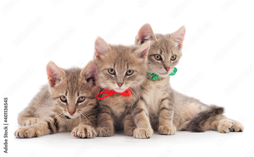 Three baby kittens.