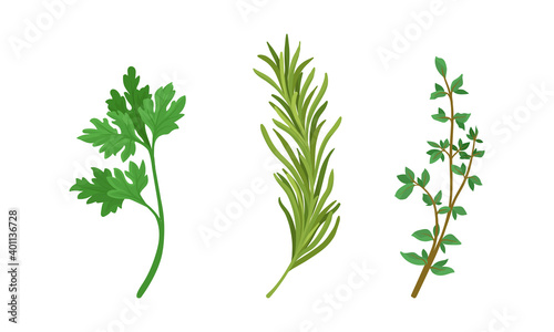 Aromatic Herbs with Parsley and Rosemary for Flavoring and Garnishing Food Vector Set