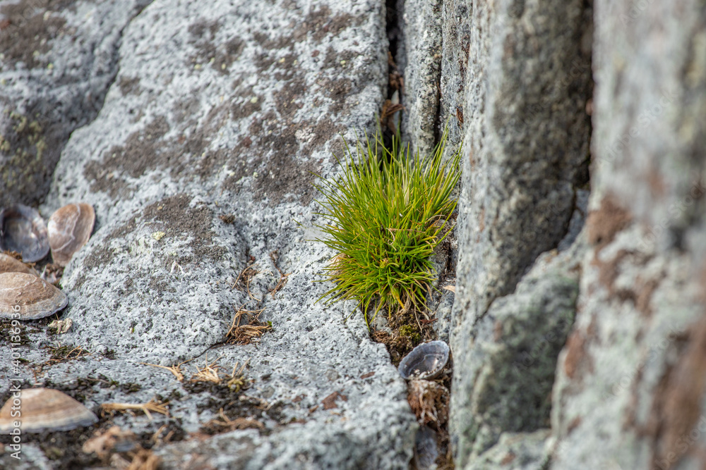 macrophoto-of-deschampsia-antarctica-the-antarctic-hair-grass-one-of