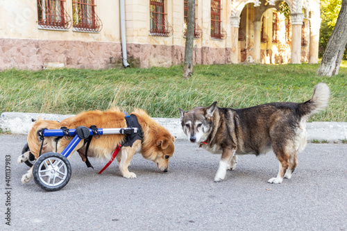 Two old dogs, one of them in a wheelchair, while walking.