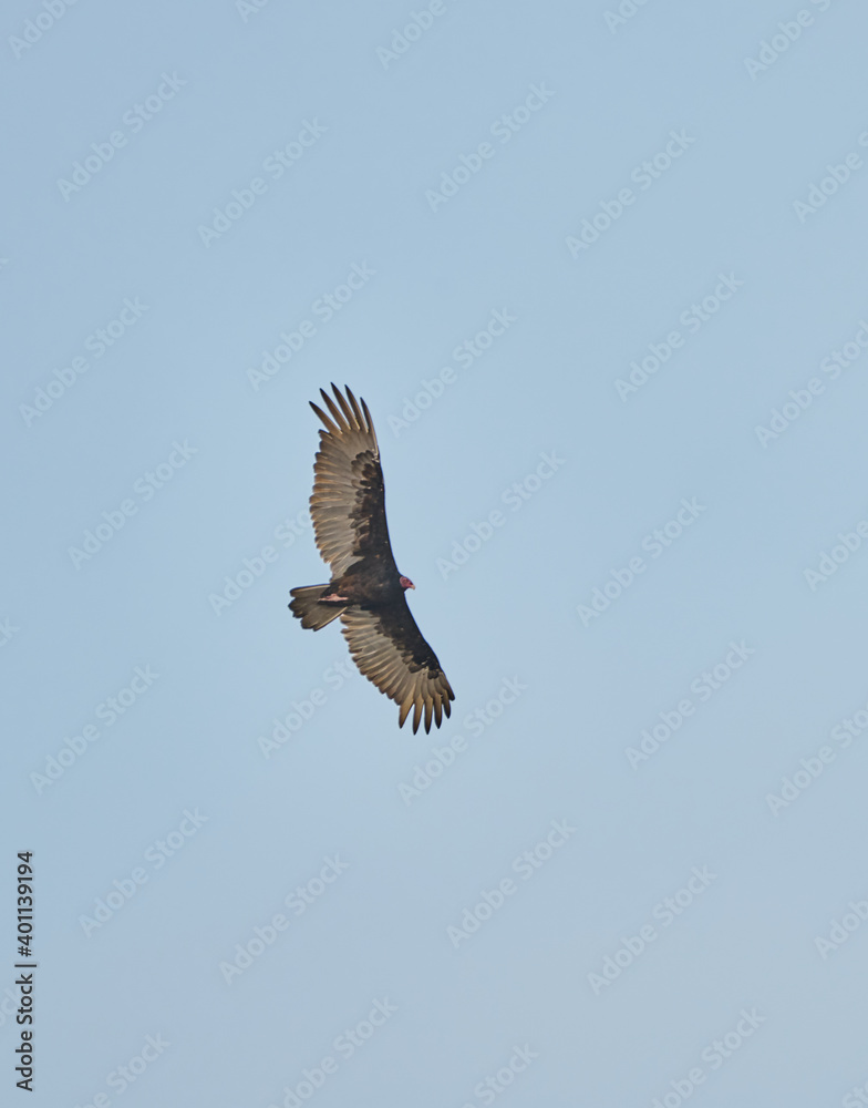 Fototapeta premium Condor