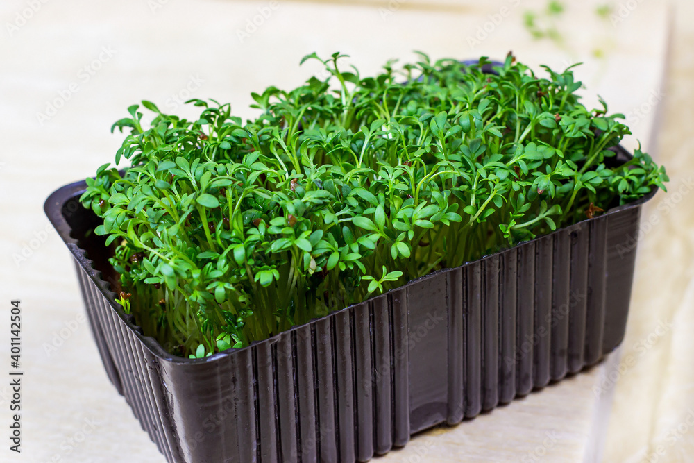Fresh micro greens of young watercress salad grow in the black plastic pot on light background. Gardening concept.