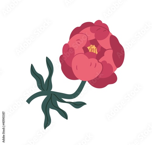 peony, pink, plant, flower, floral, antique, asian, beautiful, bloom, blossom...