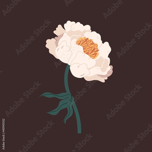 Gorgeous white peony with tender petals vector flat illustration. Romantic blooming flower with bud, stem and leaves. Elegant blossom isolated. Decorative floristic botanical decoration