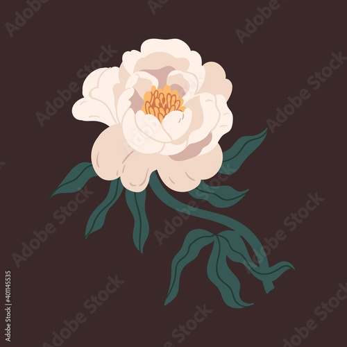 Romantic white japanese peony with bud, stem and leaves vector flat illustrat...