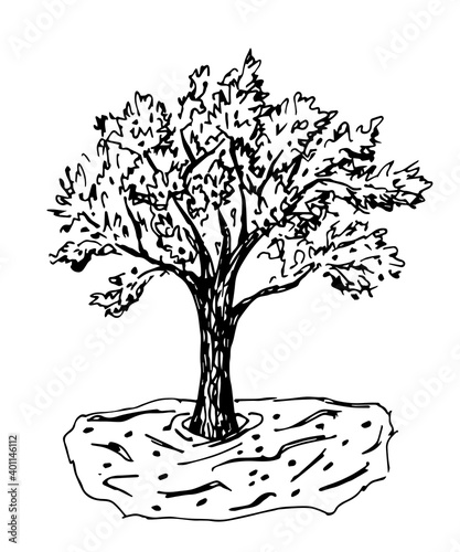 Hand-drawn vector drawing in engraving style. Olive tree harvesting. Farming organic products. Fruit garden, nature, landscape.