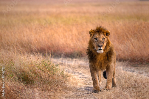 The lion walking on the golden meadow