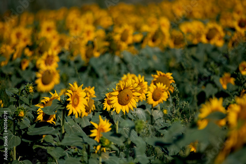 Field with sunflowers in countryside