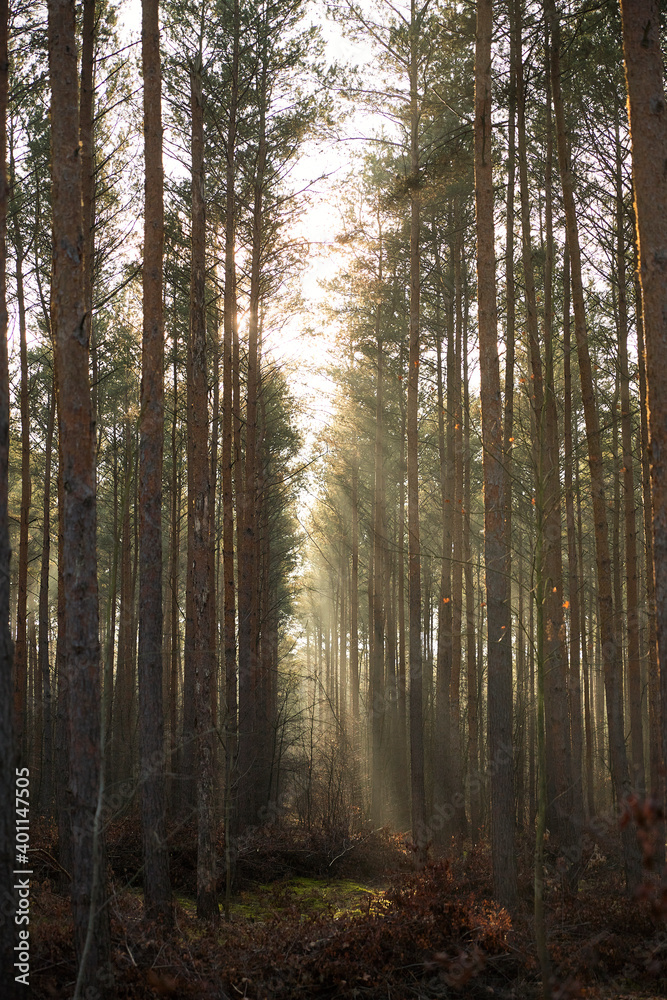 Pine forest covered of green grass and green moss. Mystic atmosphere Pine forest covered of green grass and green moss. Mystic atmosphere